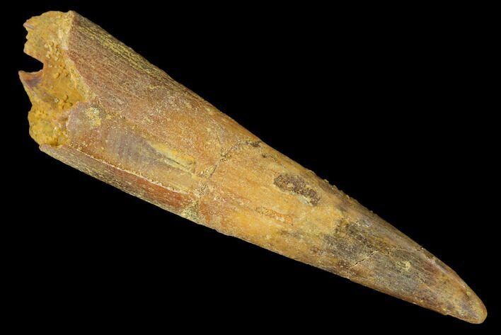 Huge, Fossil Pterosaur (Siroccopteryx) Tooth - Morocco #167160